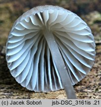 Mycena abramsii (grzybówka wczesna)