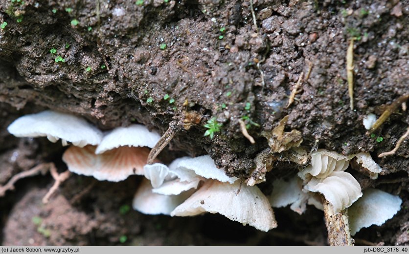 Entoloma exiguum