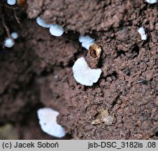 Entoloma exiguum