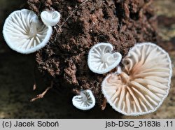 Entoloma exiguum