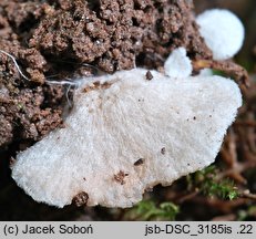 Entoloma exiguum