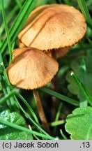 Conocybe juniana var. juniana