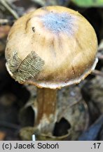 Cortinarius sordidus