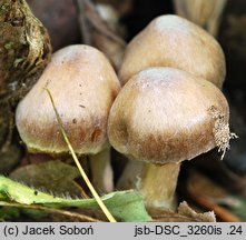 Cortinarius sordidus