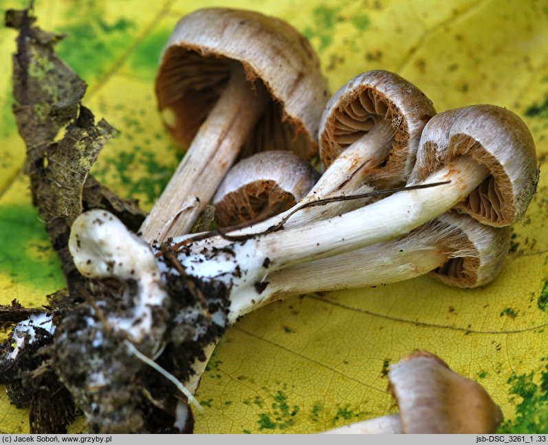 Cortinarius sordidus