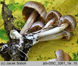 Cortinarius sordidus