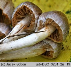 Cortinarius sordidus