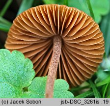 Conocybe juniana var. juniana