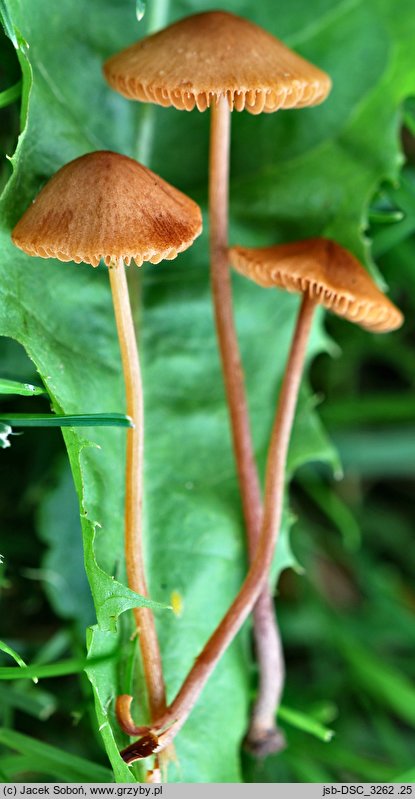 Conocybe juniana var. juniana