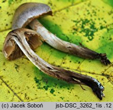 Cortinarius sordidus