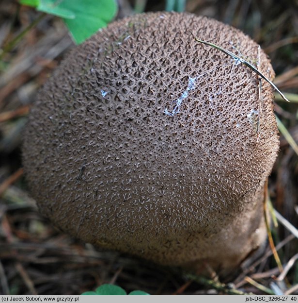 Lycoperdon nigrescens (purchawka czarniawa)