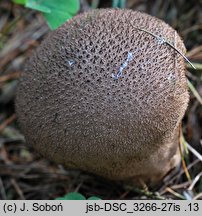 Lycoperdon nigrescens (purchawka czarniawa)