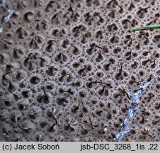 Lycoperdon nigrescens (purchawka czarniawa)
