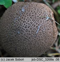 Lycoperdon nigrescens (purchawka czarniawa)