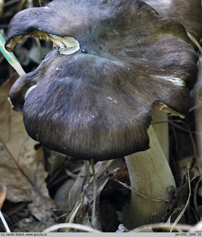 Entoloma griseopruinatum