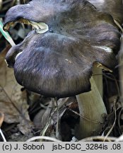 Entoloma griseopruinatum