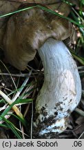 Entoloma griseopruinatum