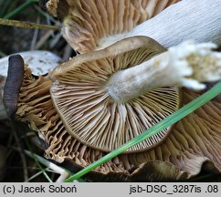 Entoloma griseopruinatum
