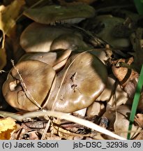 Entoloma griseopruinatum