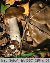 Entoloma griseopruinatum