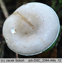 Melanoleuca friesii (ciemnobiałka bezowoszara)