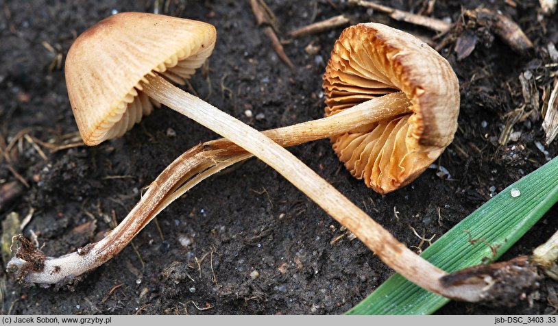 Conocybe echinata (stożkówka jeżowata)