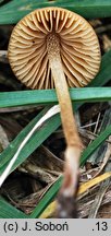 Conocybe echinata (stożkówka jeżowata)