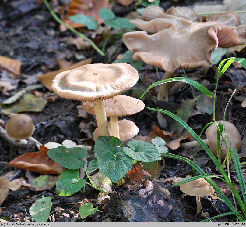 Entoloma rhodopolium var. pseudopolitum