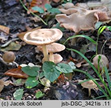 Entoloma rhodopolium var. pseudopolitum