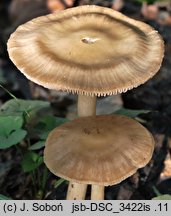 Entoloma rhodopolium var. pseudopolitum