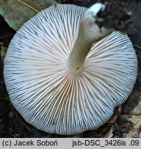 Entoloma rhodopolium var. pseudopolitum