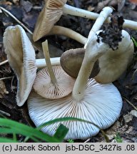 Entoloma rhodopolium var. pseudopolitum