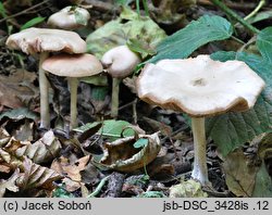 Entoloma rhodopolium var. pseudopolitum