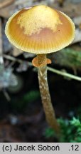 Galerina uncialis (hełmówka mączna)