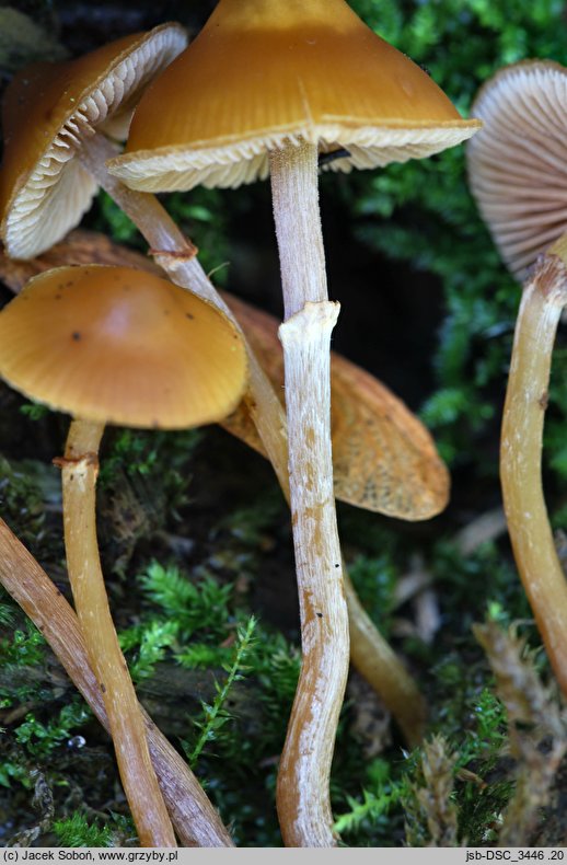 Galerina uncialis (hełmówka mączna)