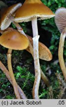 Galerina uncialis (hełmówka mączna)