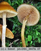 Galerina uncialis (hełmówka mączna)