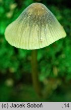 Mycena viridimarginata (grzybówka zielonoostrzowa)