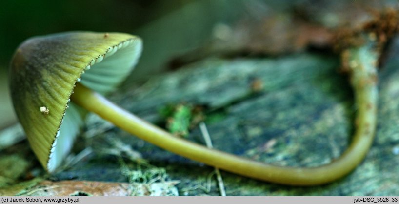 Mycena viridimarginata (grzybówka zielonoostrzowa)