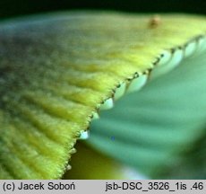 Mycena viridimarginata (grzybówka zielonoostrzowa)