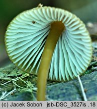 Mycena viridimarginata (grzybówka zielonoostrzowa)