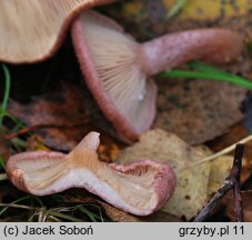 Lactarius spinosulus (mleczaj łuseczkowaty)