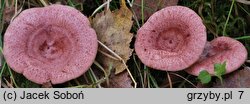 Lactarius spinosulus (mleczaj łuseczkowaty)