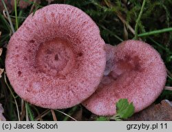 Lactarius spinosulus (mleczaj łuseczkowaty)