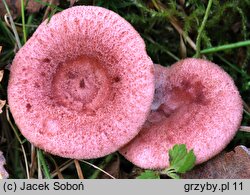 Lactarius spinosulus (mleczaj łuseczkowaty)