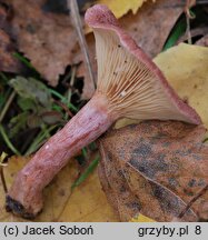 Lactarius spinosulus (mleczaj łuseczkowaty)