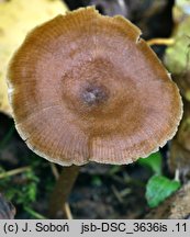 Entoloma caccabus