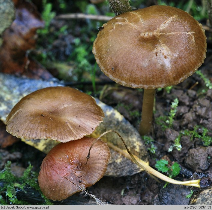 Entoloma caccabus