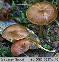 Entoloma caccabus