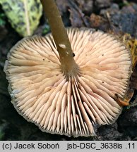 Entoloma caccabus